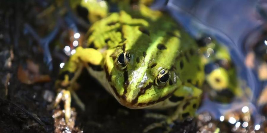 Ein Wasserfrosch blickt in die Kamera des Fotografen. Von den 14 einheimischen Froschlurcharten sind nur fünf nicht gefährdet. Foto: Karl-Josef Hildenbrand
