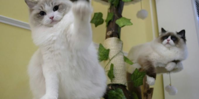 Perserkatzen aus der Zucht von Chang Chin-yi. (Symbolbild) perser