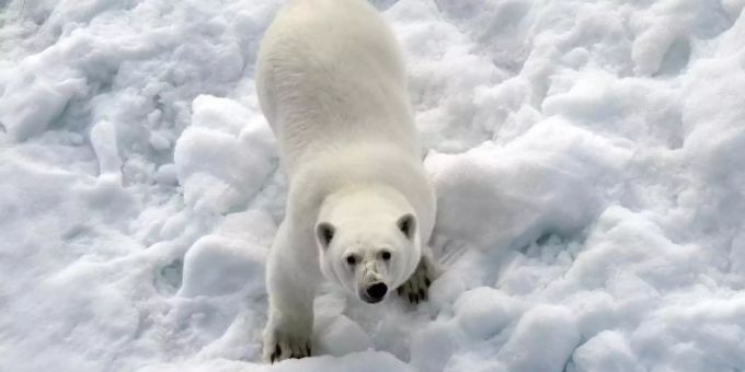 Ein Eisbär im Nordpolarmeer auf einer Eisscholle. Foto: Ulf Mauder Eisbär
