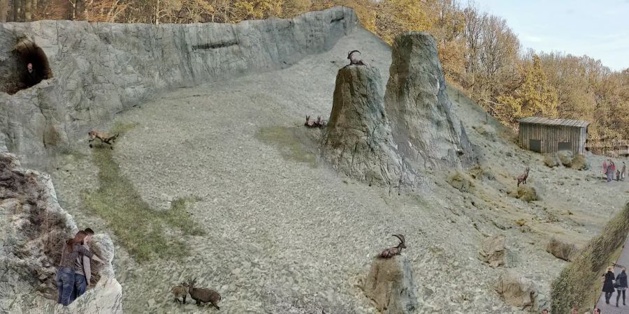 Steinböcke im Tierpark Bern
