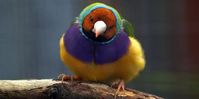 Ein Fink sitzt auf einem dicken Ast. Fink Gelb Violett Blau
