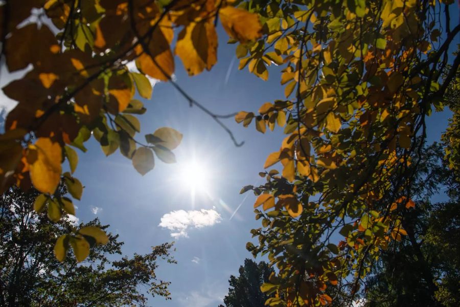 Nächste Woche wird die Sonne vermehrt zum Vorschein kommen.