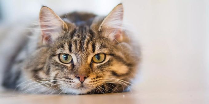 Die Laute der Katze haben verschiedene Bedeutungen. Eine Katze