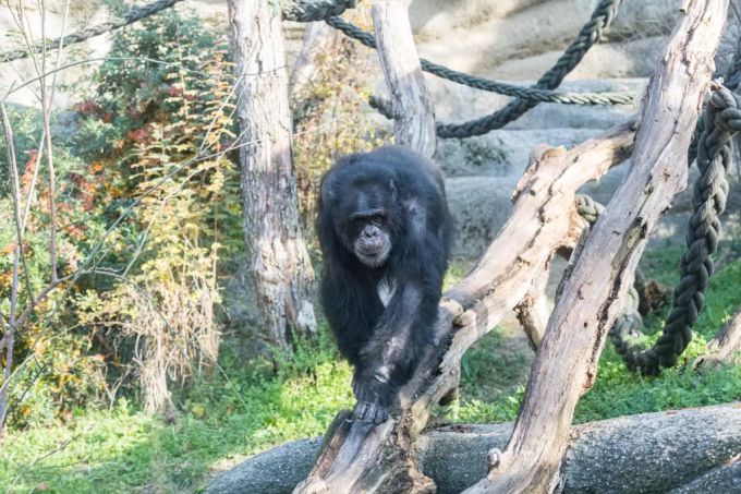 Der Schimpanse Tutu ist im Zoo Basel gestorben. zoo basel schimpanse