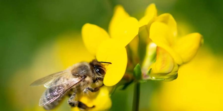 Auf Wiesen und in Wäldern Deutschlands sind inzwischen deutlich weniger Insekten unterwegs als noch vor einem Jahrzehnt. Foto: Fabian Sommer/dpa