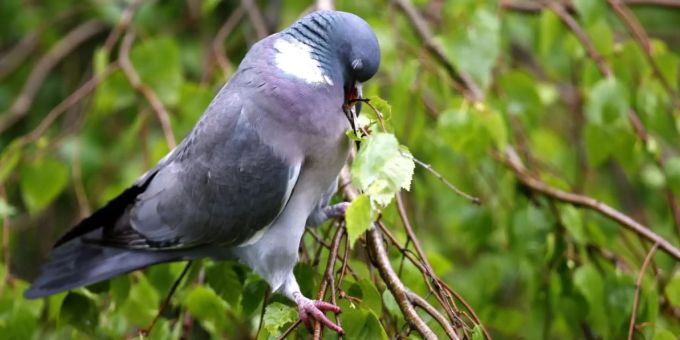 Die Ringeltaube wird zum Weihnachtsvogel. ringeltaube