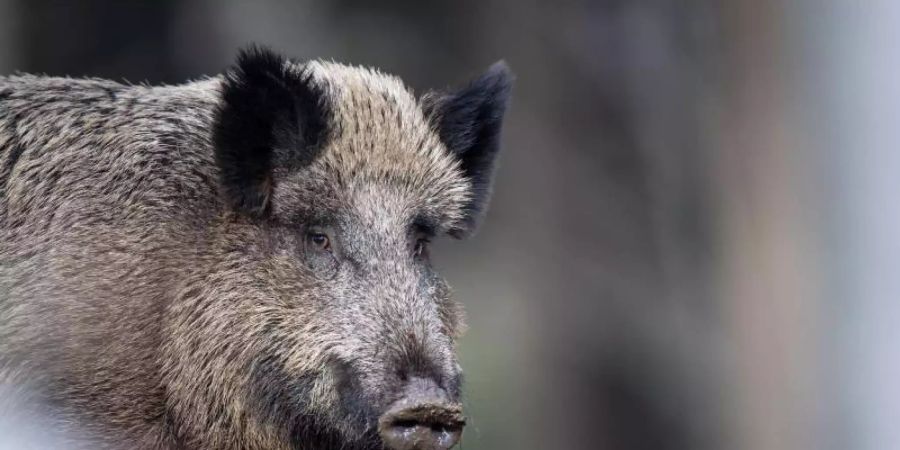 Bisher ist in Deutschland kein Fall der Afrikanischen Schweinepest bekannt. Foto: Lino Mirgeler/dpa