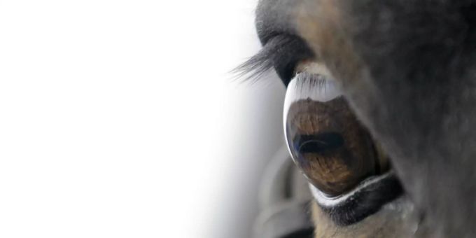 Ermittlungen laufen - In Kaisten AG starben sieben Pferde auf einem Hof