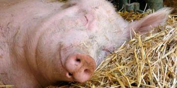 Anton Schwein