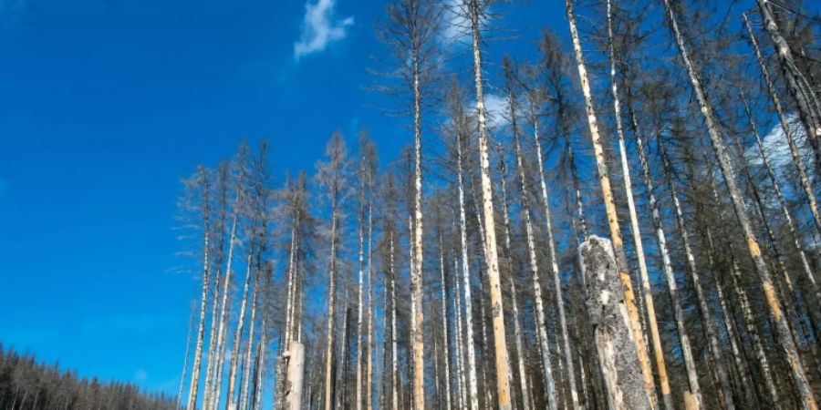 Abgestorbene Fichten im Harz