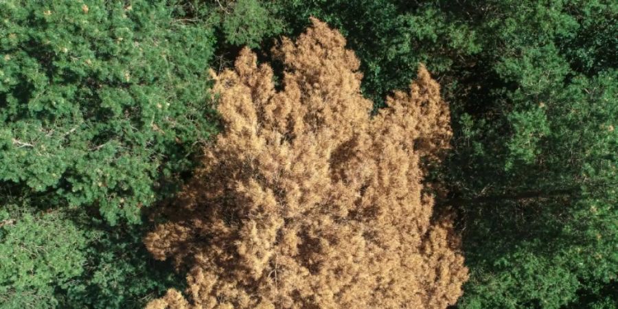 Vertrockneter Baum in einem Wald