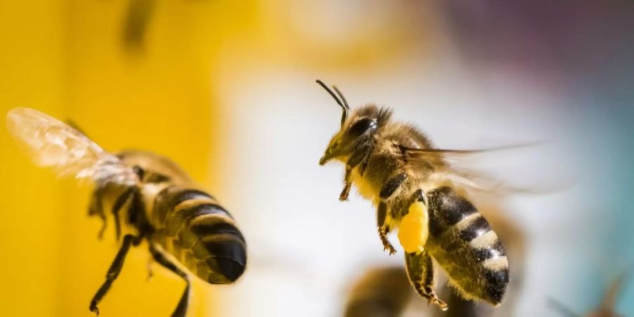 Bienen im Anflug