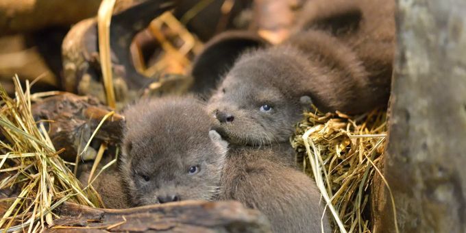 Die Fischotter-Jungtiere im Zürcher Zoo. Fischotter Zoo Zürich