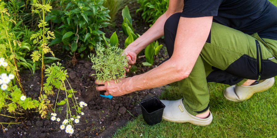 Beet Pflanzen Hand Person