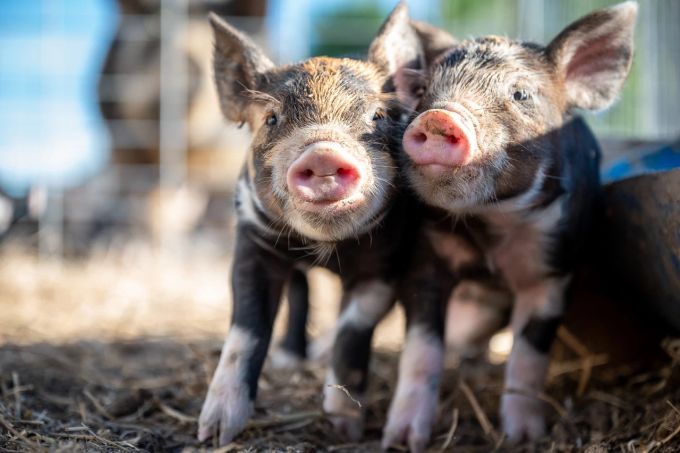 Schweine sind gesellige Tiere. zwei Schweine
