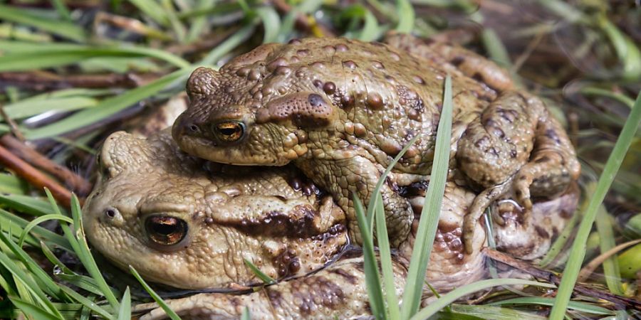 Paschamässig: Eine Erdkrötenmännchen (Bufo bufo) lässt sich auf dem Rücken des Weibchens ins Laichgewässer tragen, hier bei Fläsch GR. (Archivbild)