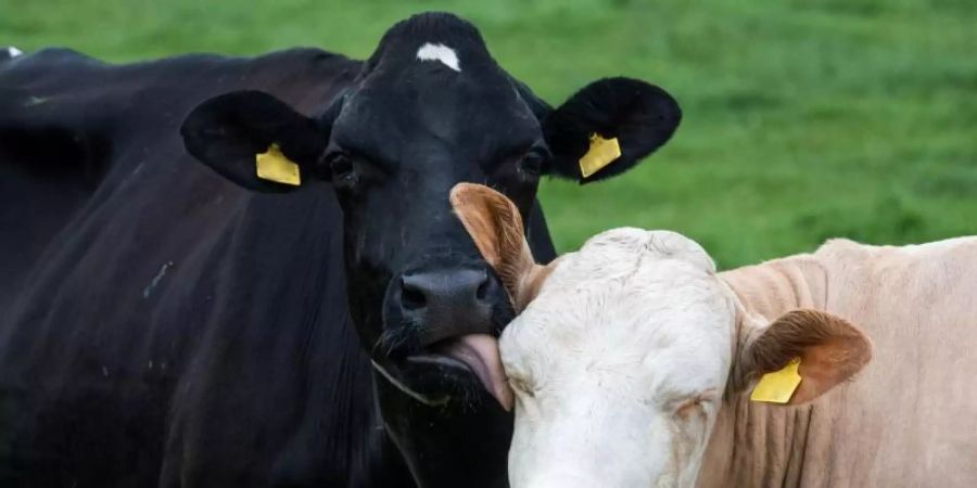 Zwei Milchkühe auf einer Weide. Foto: Daniel Bockwoldt/dpa
