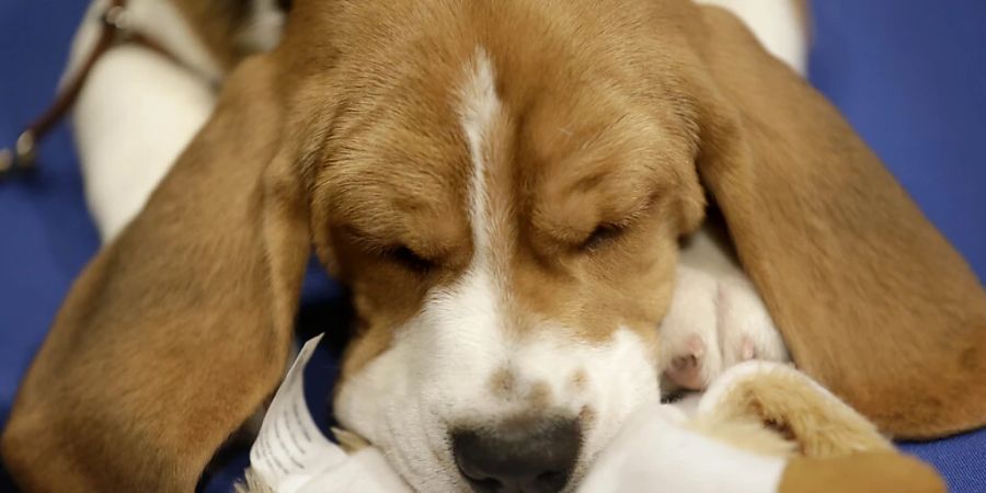 Wegen eines erschossenen Beagles muss ein Polizist für ein Jahr hinter Gitter. (Archivbild)