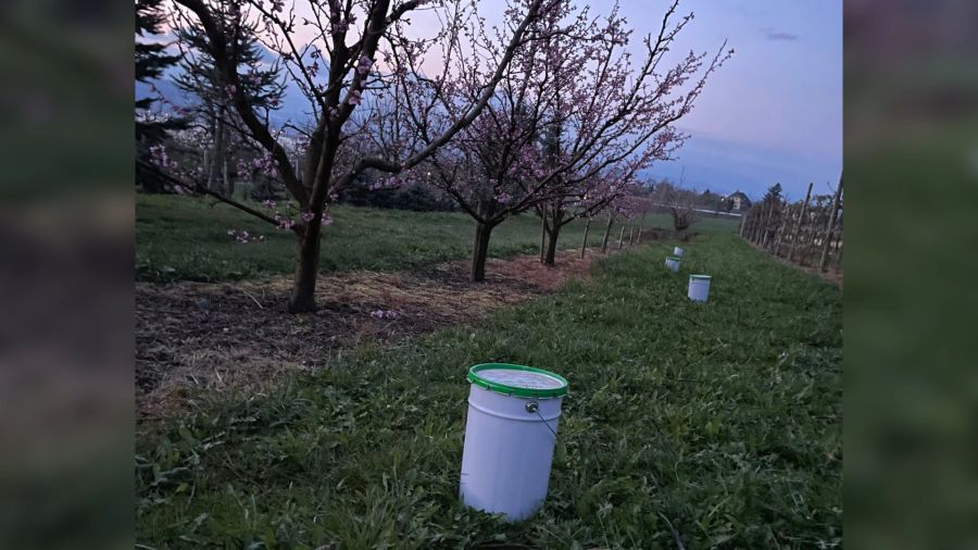 Frostkerzen und Holz-Meterspalten schützen die Obstbäume vor der Kälte (hier auf der «Ermelsburg» in Murten FR. Um 2 bis 3 Grad wärmer wird dadurch die Temperatur am Boden.