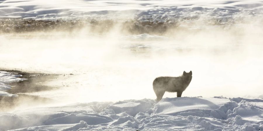 yellowstone-nationalpark