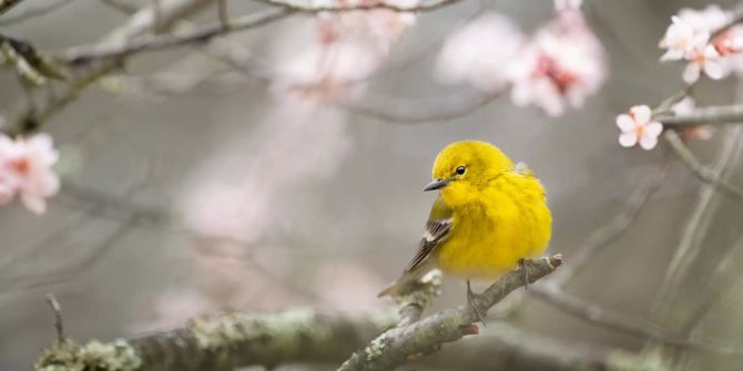 Kanarienvogel auf Ast