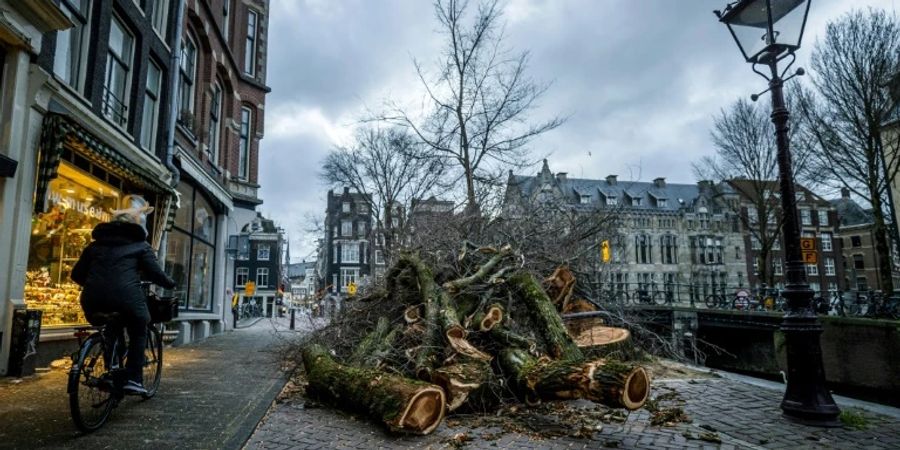 Umgestürzte Bäume in Amsterdam