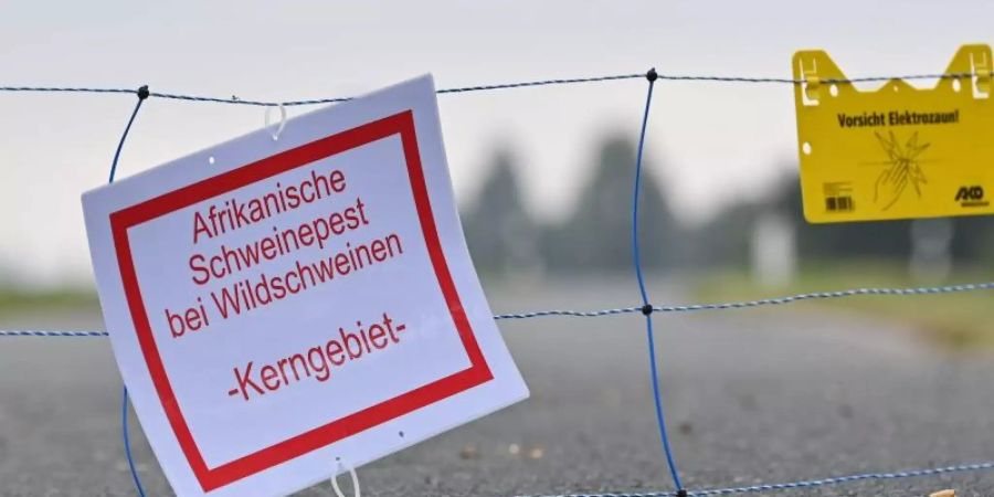Der erste Fall der für Menschen ungefährlichen Tierseuche in Deutschland war am 10. September bestätigt worden - bei einem toten Wildschwein in Brandenburg. Foto: Patrick Pleul/dpa-Zentralbild/dpa