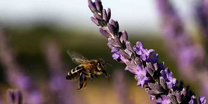In der Schweiz fliessen milliardenschwere Beträge in biodiversitätsschädigende Subventionen. (Symbolbild) In der Schweiz fliessen milliardenschwere Beträge in biodiversitätsschädigende Subventionen. (Symbolbild)
