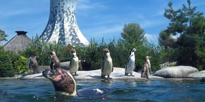 knies kinderzoo rapperswil zauberhut