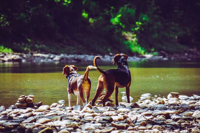 Ein Hund braucht nicht nur körperliche Betätigung. Hund