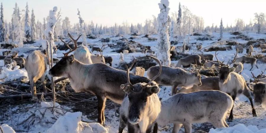 In der norwegischen Hochebene Hardangervidda ist bei einem Rentier die Prionenerkrankung Chronic Wasting Disease festgestellt worden - der erste Fall von CWD in Norwegen seit dem Winter 2017/2018 (Archiv). Foto: Britta Pedersen/dpa-Zentralbild/dpa