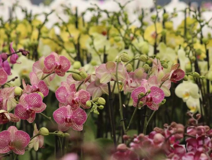Die Herz-Objekte können nach der Ausstellung erworben werden. Meyer Orchideen AG