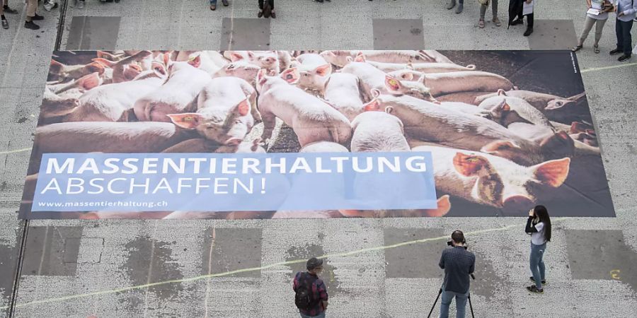 Der Bundesrat will zentrale Aspekte der Massentierhaltungsinitiative aufnehmen und hat dazu einen direkten Gegenentwurf in die Vernehmlassung geschickt. (Archivbild)