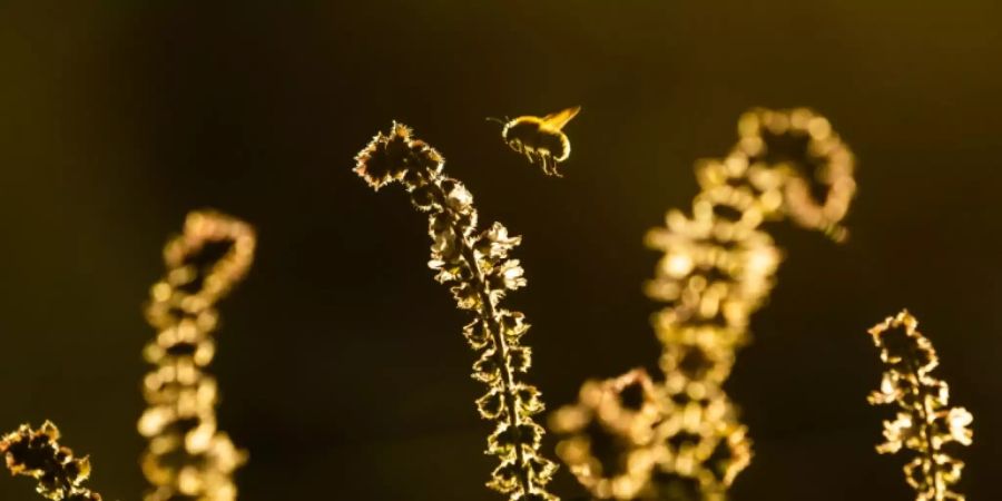 Wildbienen Pestizide