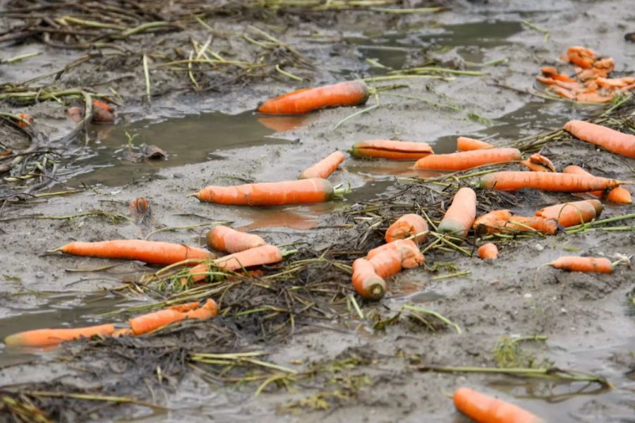 Nach den heftigen Regenfällen der letzten Tage versinken nun viele Gemüsekulturen unter Wasser.