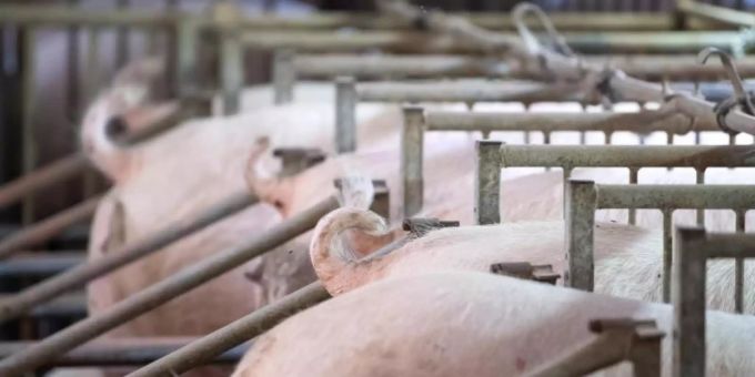 Vielen Schweinehaltern fehlt eine Perspektive und Rückhalt seitens der Politik. Foto: Sven Hoppe/dpa Vielen Schweinehaltern fehlt eine Perspektive und Rückhalt seitens der Politik. Foto: Sven Hoppe/dpa