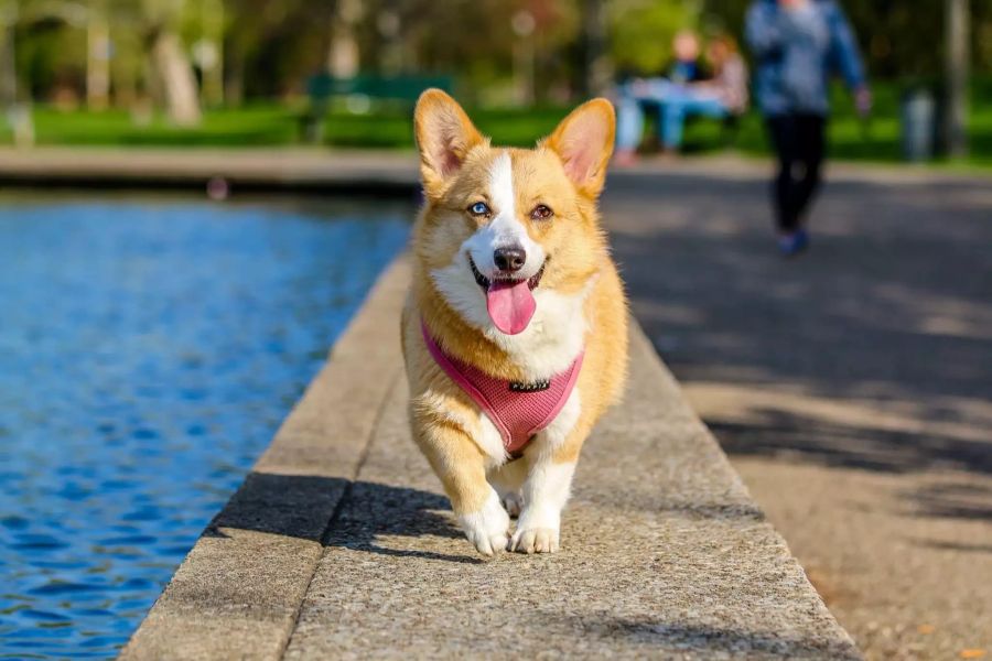 Hund Glücklich