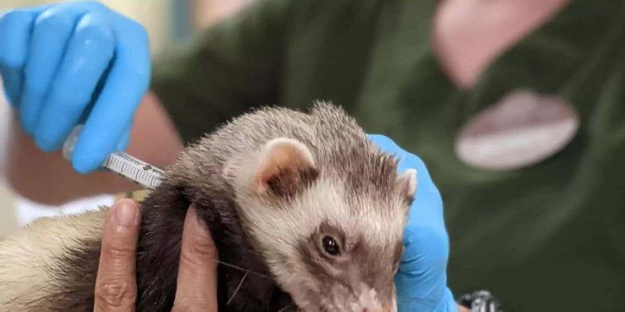 Mitarbeiter des Zoos von Oakland verabreichen einem Frettchen eine Dosis Impfstoff gegen Corona. Foto: Isabella Linares/Zoo Oakland/dpa