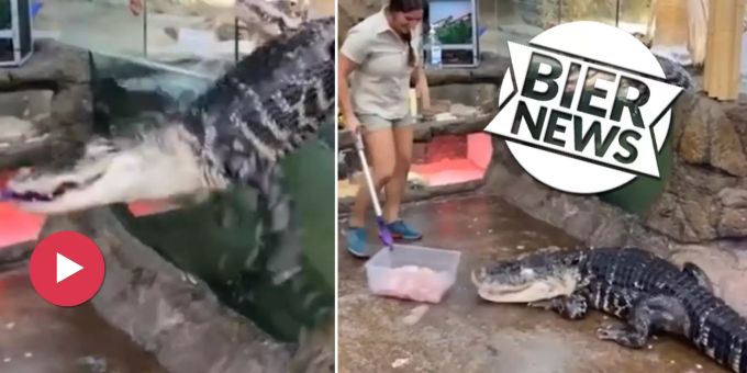 Schock-Moment - Video: Alligator büxt bei Fütterung aus Terrarium aus