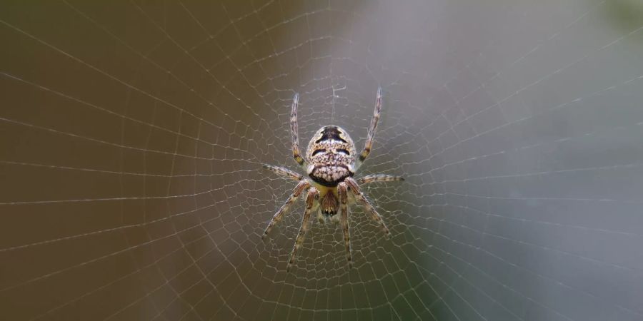 spinne