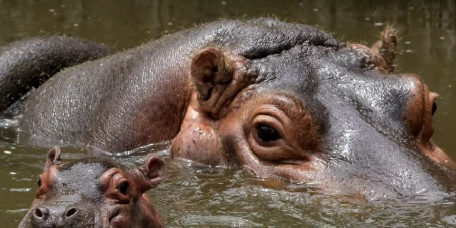 In der Region Kasai wurden laut Bazaiba tote Flusspferde entdeckt