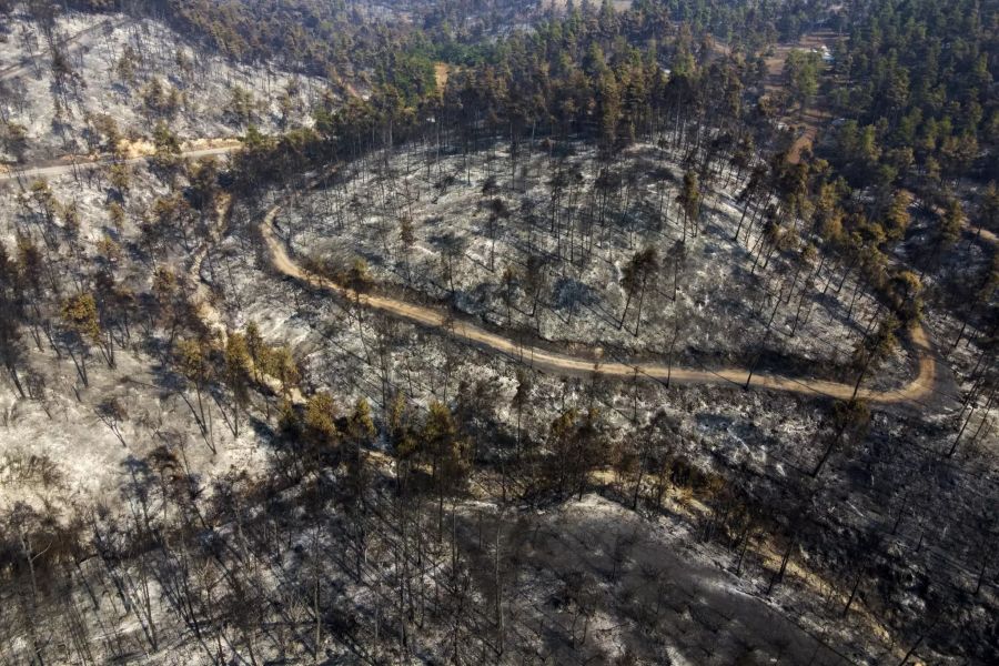 Ein vom Feuer verbrannter Wald auf Euböa.