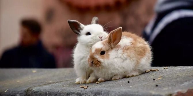 Zwei Kaninchen