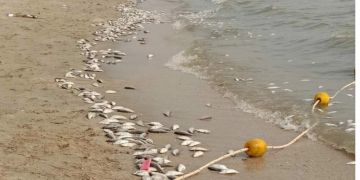 Thailand tote Fische