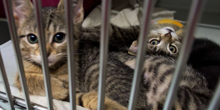 Katzenbabys, die in einem Pappkarton an einem Supermarkt-Mülleimer gefunden wurden, liegen in der Quarantänestation vom Katzenhaus im Tierheim in Hannover.