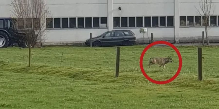 Sogar in der Stadt Luzern streifte kürzlich ein Wolf herum.