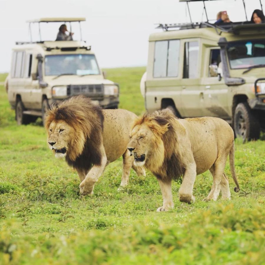 Immer wieder besuchen Touristen im Rahmen einer Safari die Serengeti.