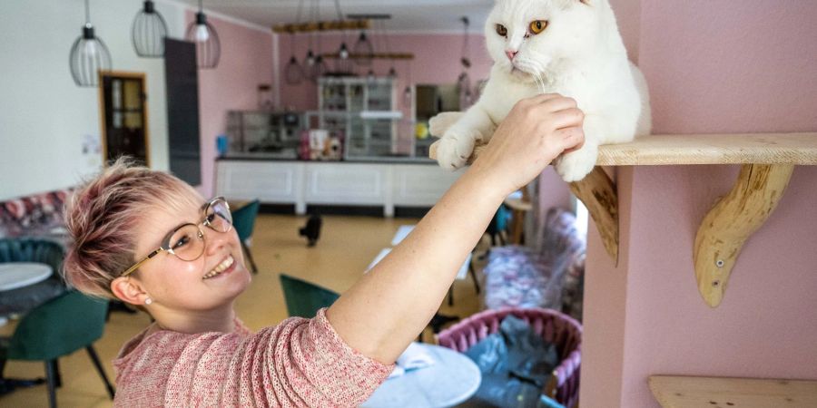 Franziska Müller ist die Inhaberin des ersten Katzencafés von Chemnitz. Am 15. Februar eröffnet die Katzenlounge «Ciao Mau» im Stadtteil Kassberg.