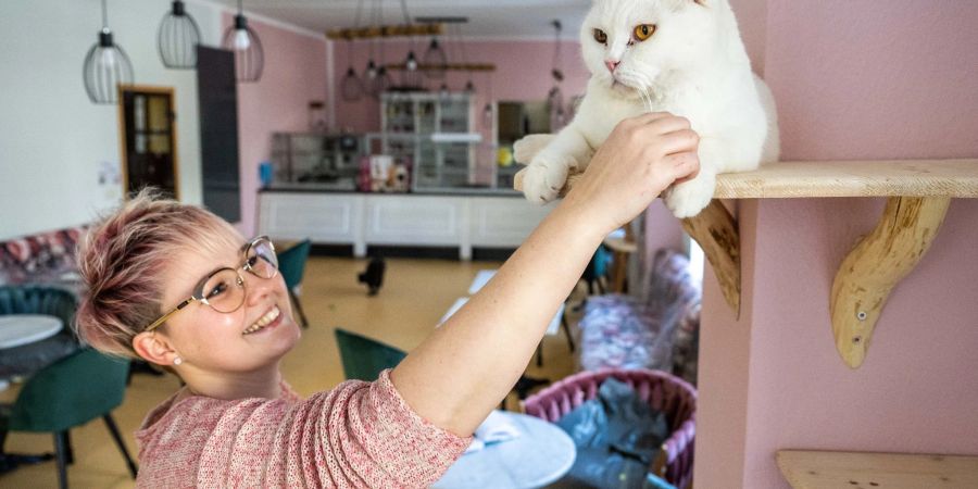 Katzencafé
