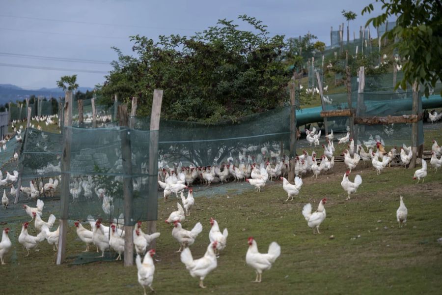 Hühner dürfen in der Schweiz wegen der Vogelgrippe nicht mehr auf die Weide.